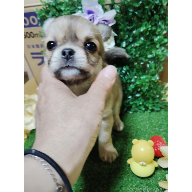 販売中の静岡県のチワワ(ロングコート)-453653の18枚目