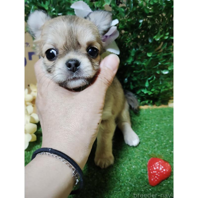 販売中の静岡県のチワワ(ロングコート)-453653の16枚目