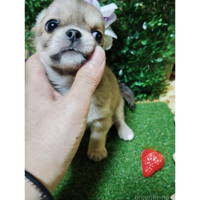 販売中の静岡県のチワワ(ロングコート)-453653の15枚目