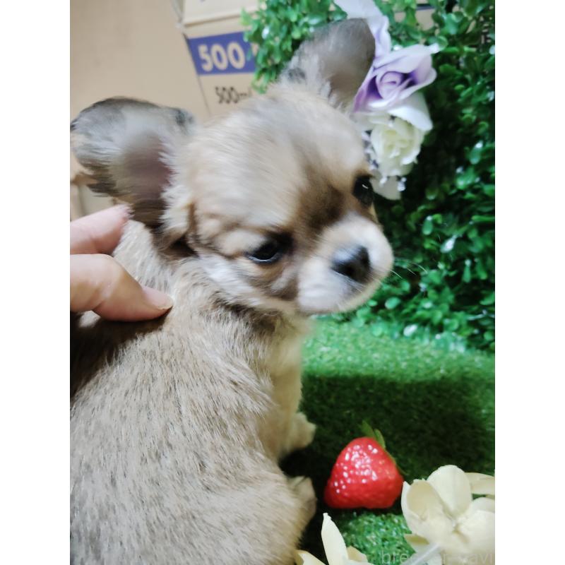 販売中の静岡県のチワワ(ロングコート)-453653の14枚目