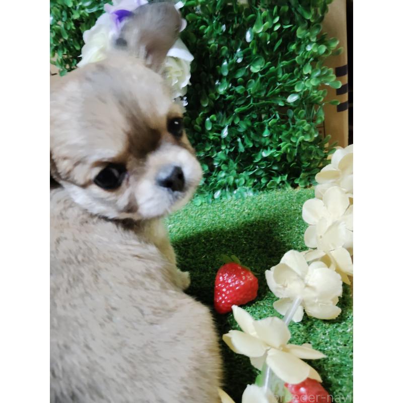 販売中の静岡県のチワワ(ロングコート)-453653の13枚目