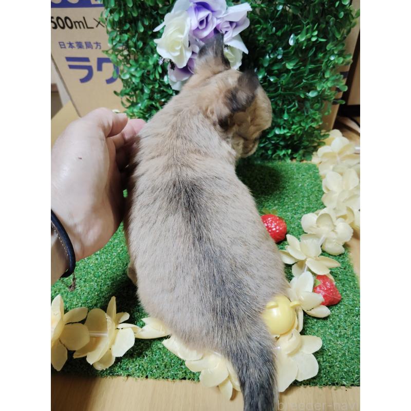 販売中の静岡県のチワワ(ロングコート)-453653の12枚目