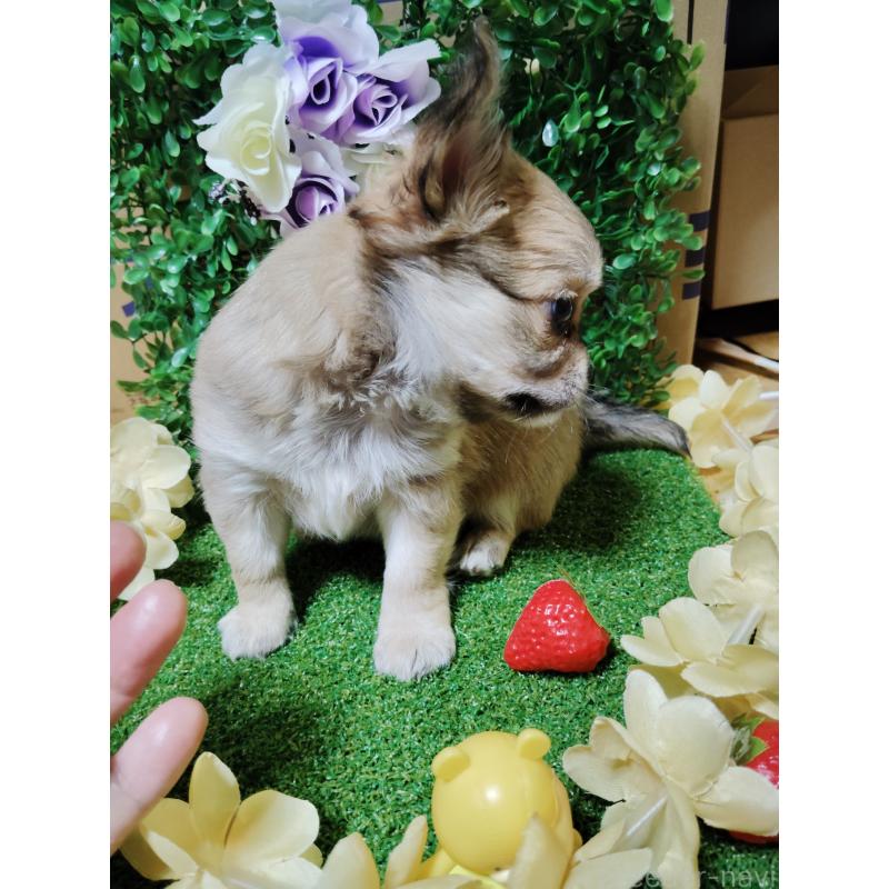 販売中の静岡県のチワワ(ロングコート)-453653の11枚目