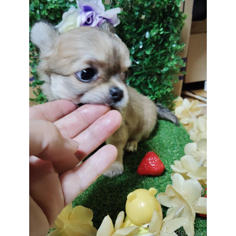 販売中の静岡県のチワワ(ロングコート)-453653の10枚目