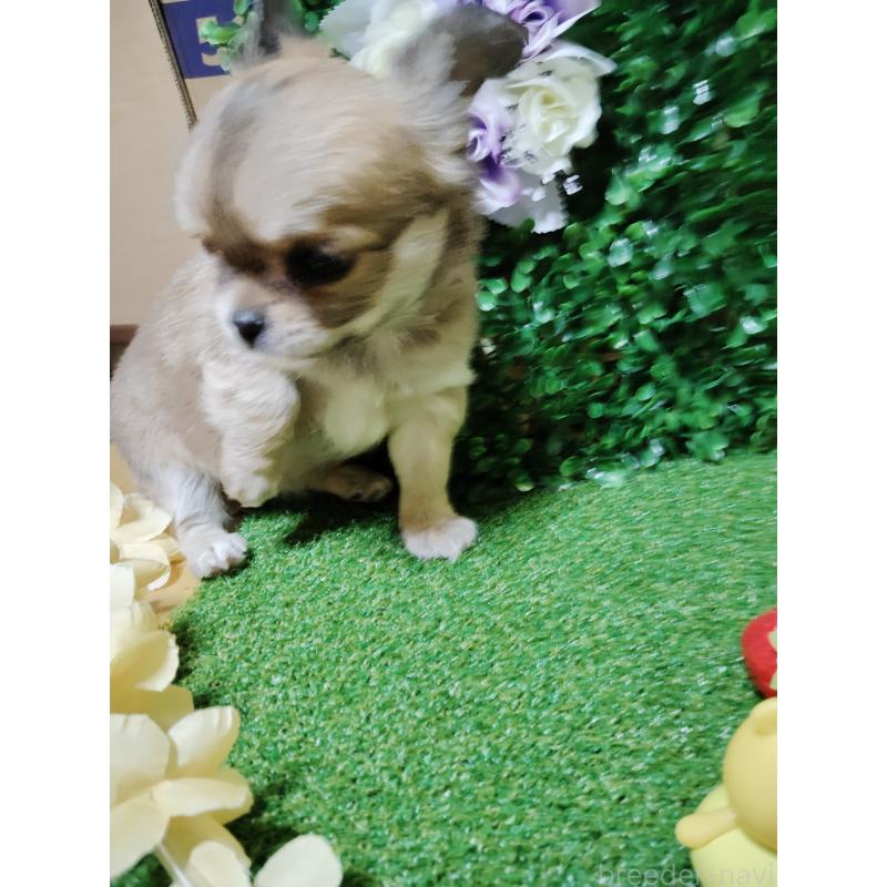 販売中の静岡県のチワワ(ロングコート)-453653の9枚目