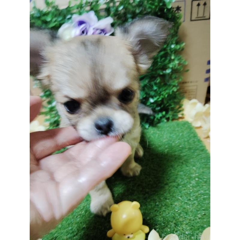 販売中の静岡県のチワワ(ロングコート)-453653の8枚目