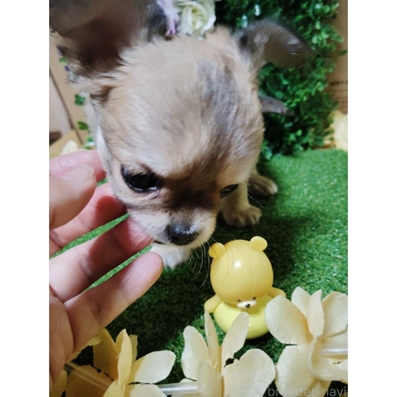 販売中の静岡県のチワワ(ロングコート)-453653の7枚目