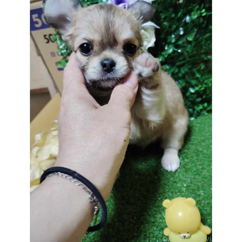 販売中の静岡県のチワワ(ロングコート)-453653の6枚目