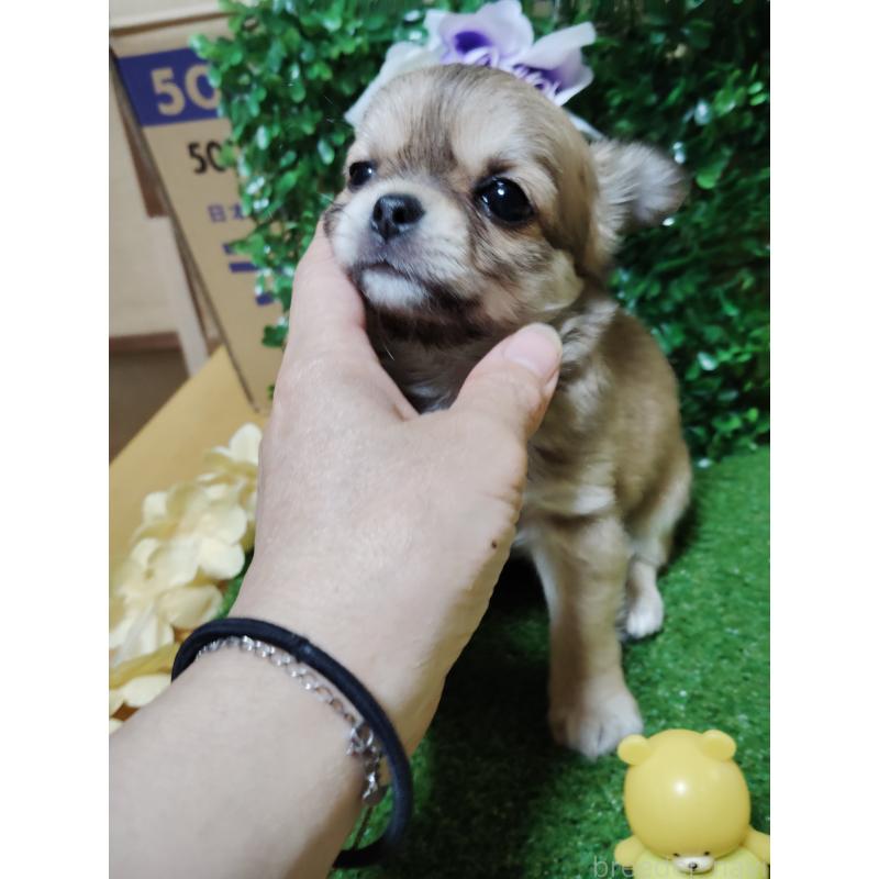 販売中の静岡県のチワワ(ロングコート)-453653の5枚目