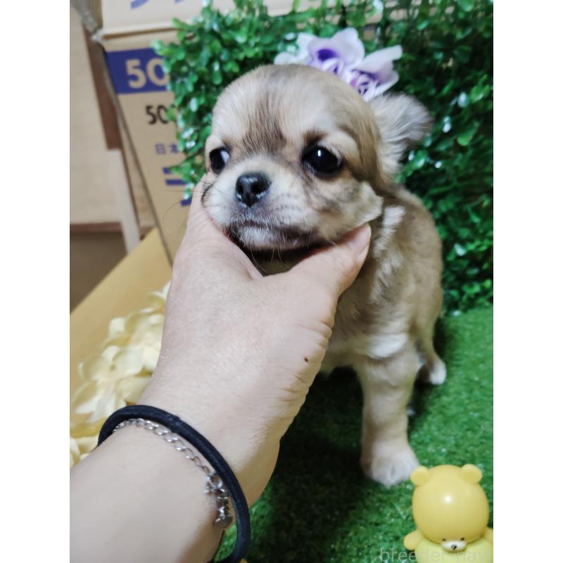 販売中の静岡県のチワワ(ロングコート)-453653の4枚目