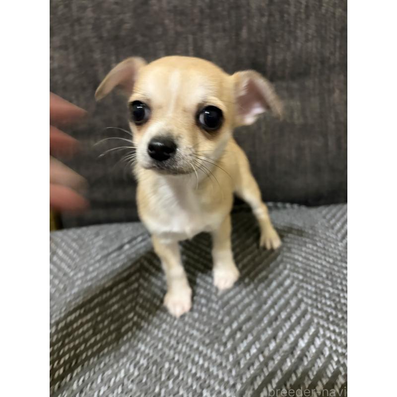 販売中の滋賀県のチワワ(スムースコート)-453656の6枚目