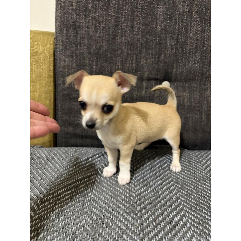 販売中の滋賀県のチワワ(スムースコート)-453656の3枚目