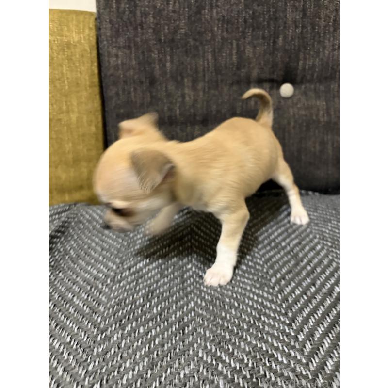 販売中の滋賀県のチワワ(スムースコート)-453656の2枚目