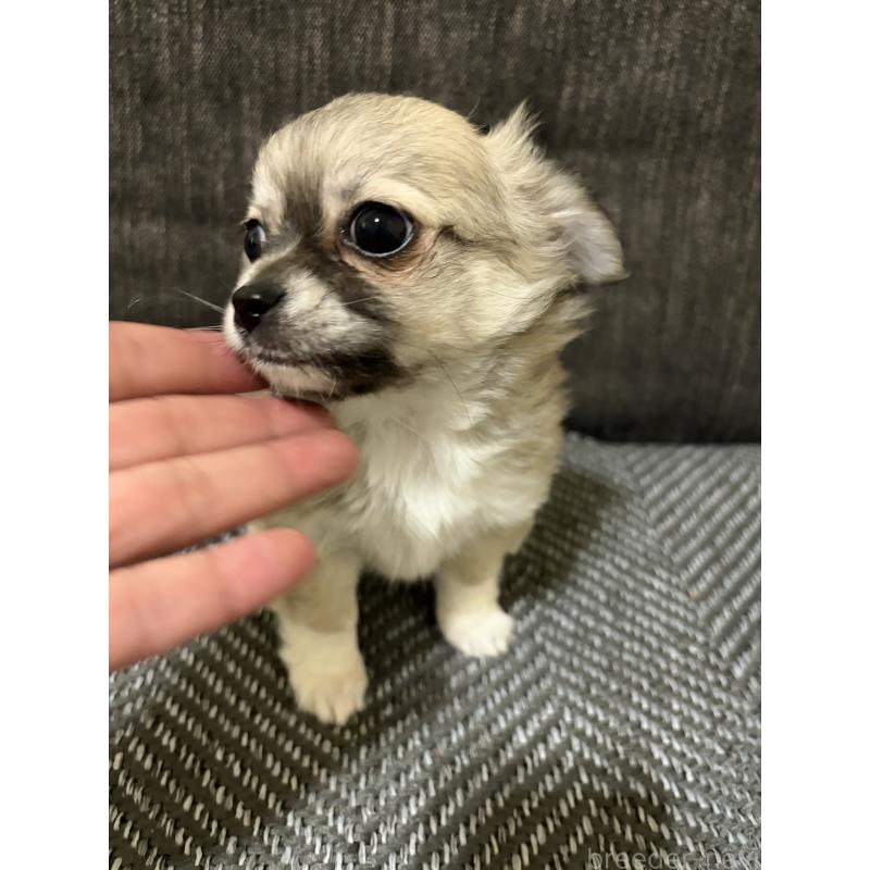 販売中の滋賀県のチワワ(ロングコート)-453657の5枚目