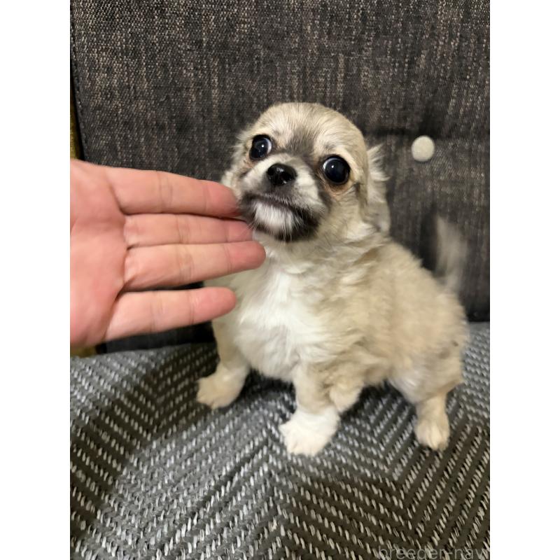 販売中の滋賀県のチワワ(ロングコート)-453657の2枚目