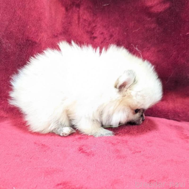 販売中の愛知県のポメラニアン-453658の3枚目