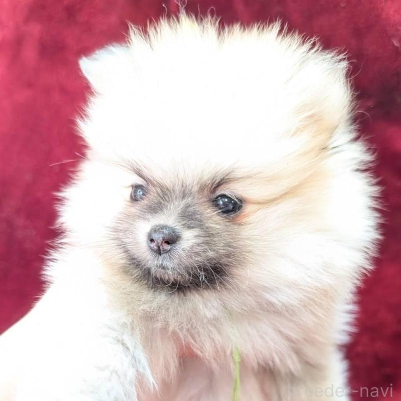 販売中の愛知県のポメラニアン-453658の2枚目