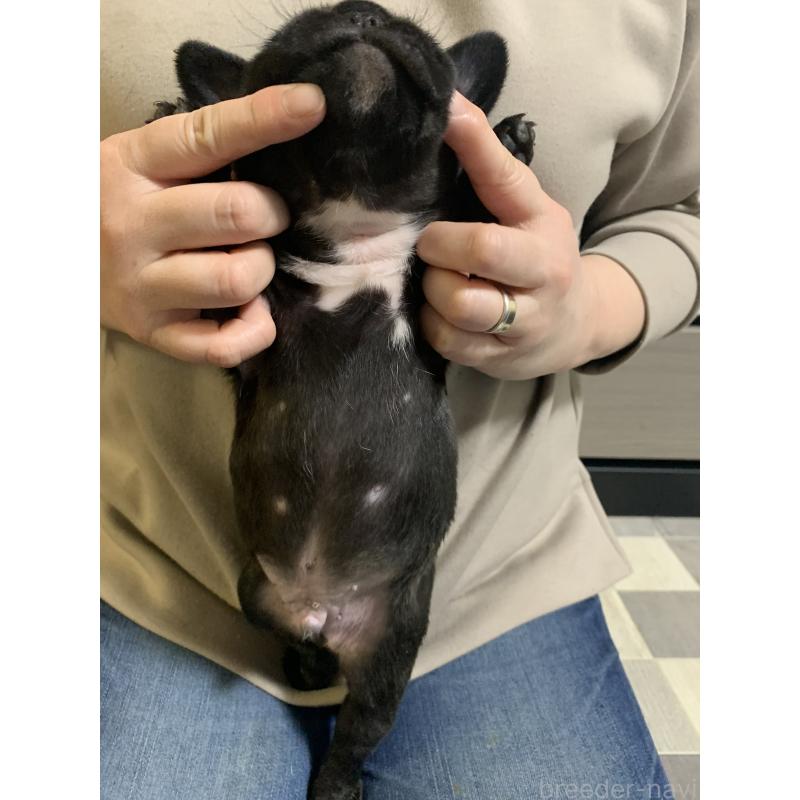 販売中の栃木県のフレンチブルドッグ-453659の5枚目