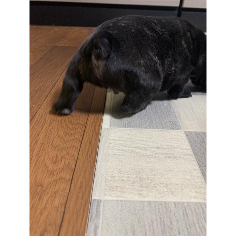 販売中の栃木県のフレンチブルドッグ-453659の4枚目