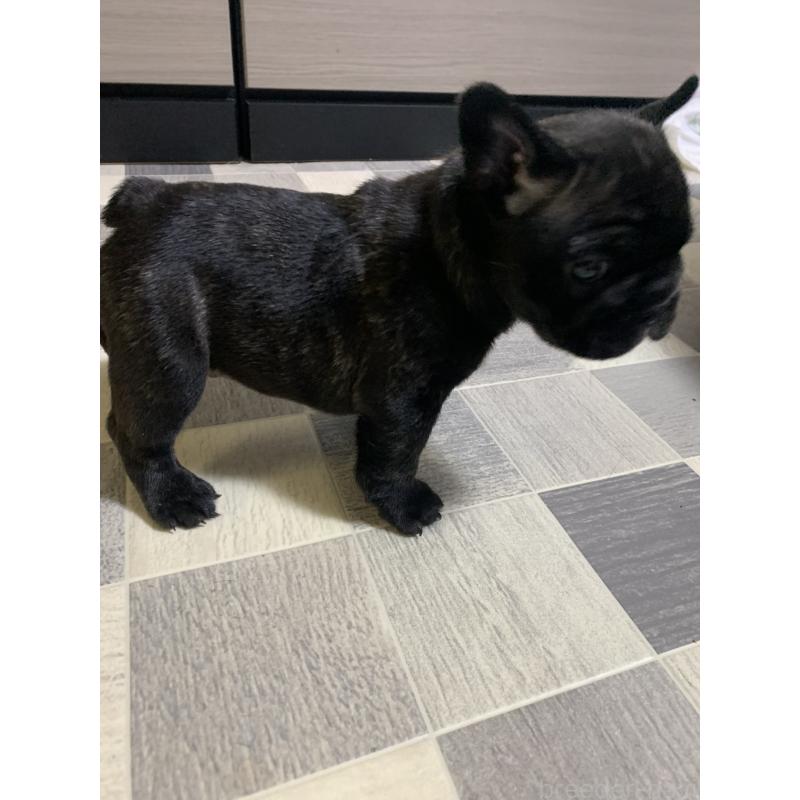 販売中の栃木県のフレンチブルドッグ-453659の3枚目