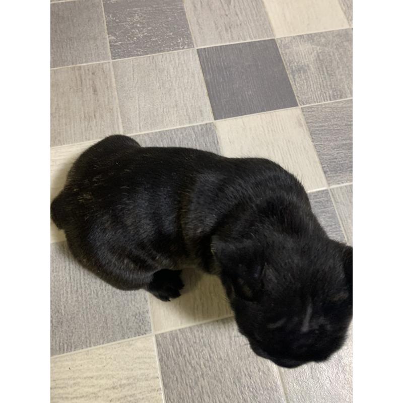 販売中の栃木県のフレンチブルドッグ-453659の2枚目