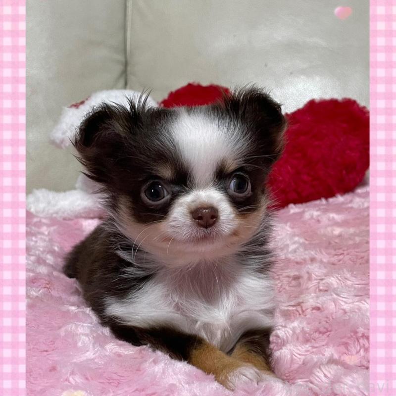 販売中の鹿児島県のチワワ(ロングコート)-453660