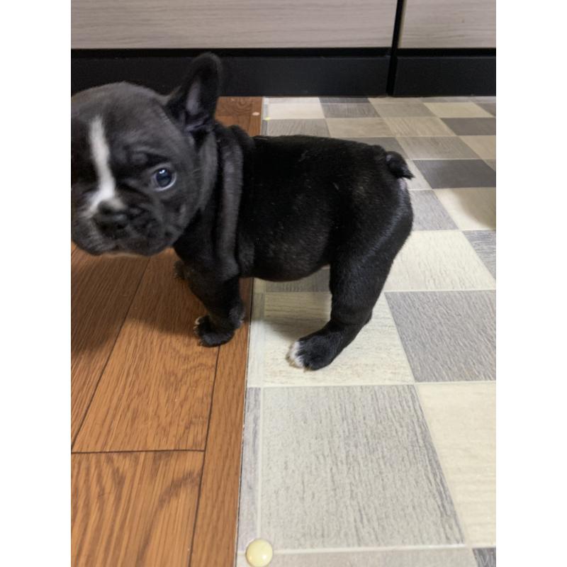 販売中の栃木県のフレンチブルドッグ-453661の6枚目