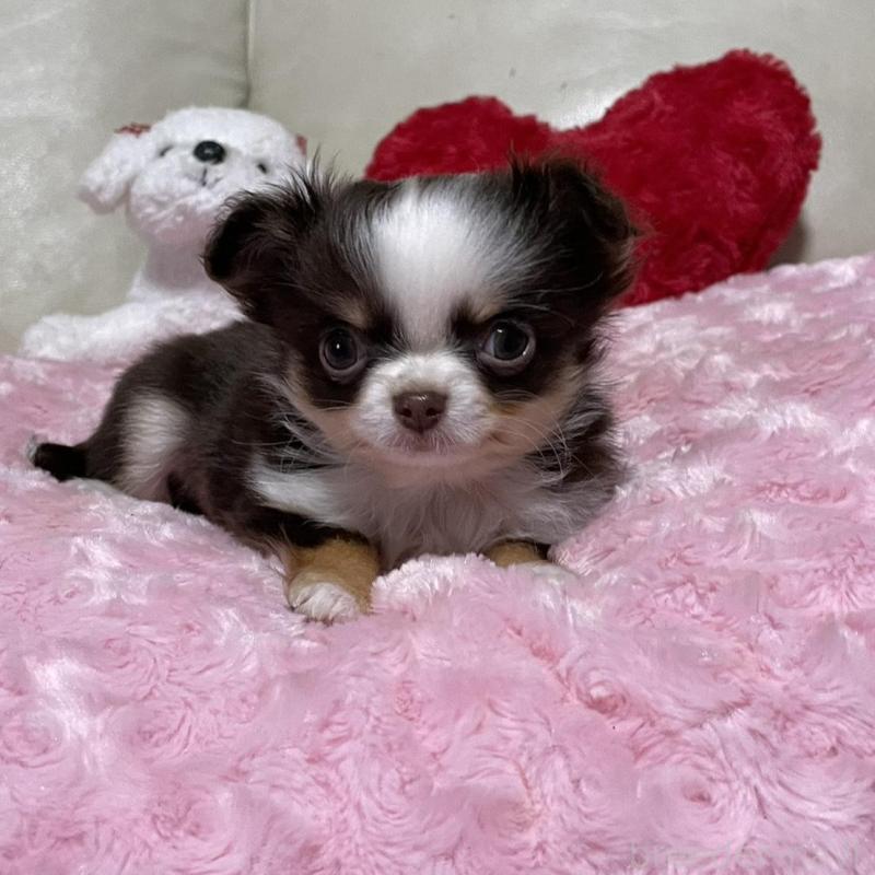 販売中の鹿児島県のチワワ(ロングコート)-453660の6枚目