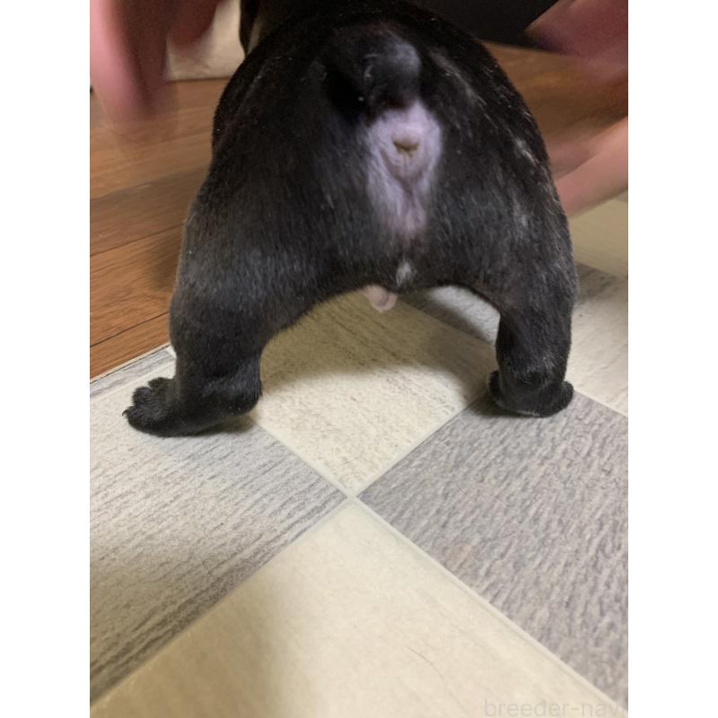 販売中の栃木県のフレンチブルドッグ-453661の5枚目