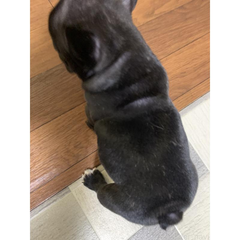 販売中の栃木県のフレンチブルドッグ-453661の4枚目