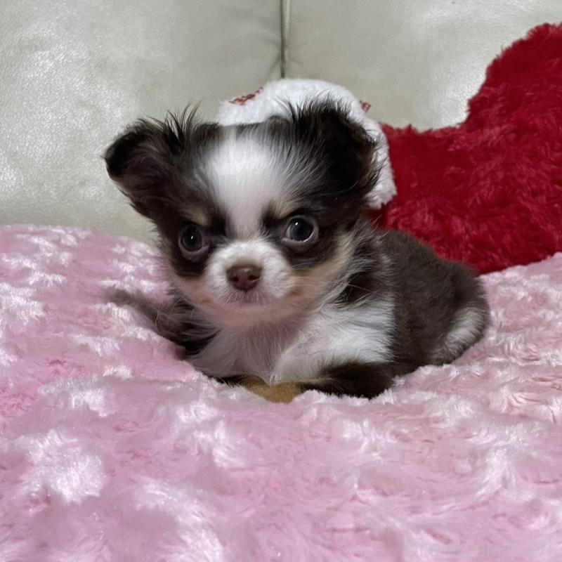 販売中の鹿児島県のチワワ(ロングコート)-453660の5枚目