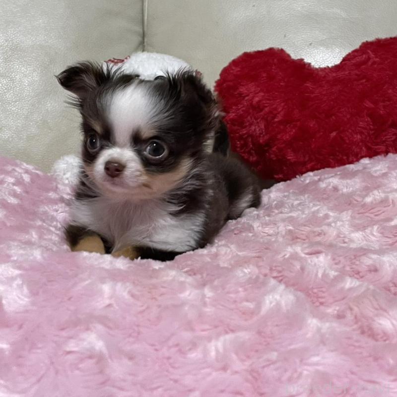 販売中の鹿児島県のチワワ(ロングコート)-453660の3枚目