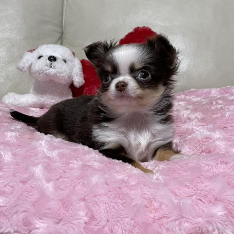 販売中の鹿児島県のチワワ(ロングコート)-453660の2枚目