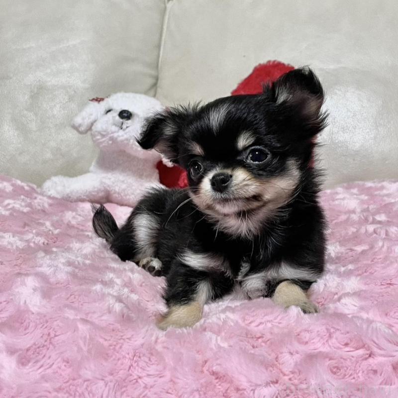 販売中の鹿児島県のチワワ(ロングコート)-453662の5枚目