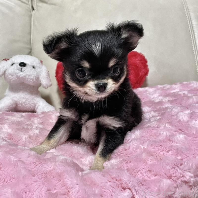 販売中の鹿児島県のチワワ(ロングコート)-453662の4枚目