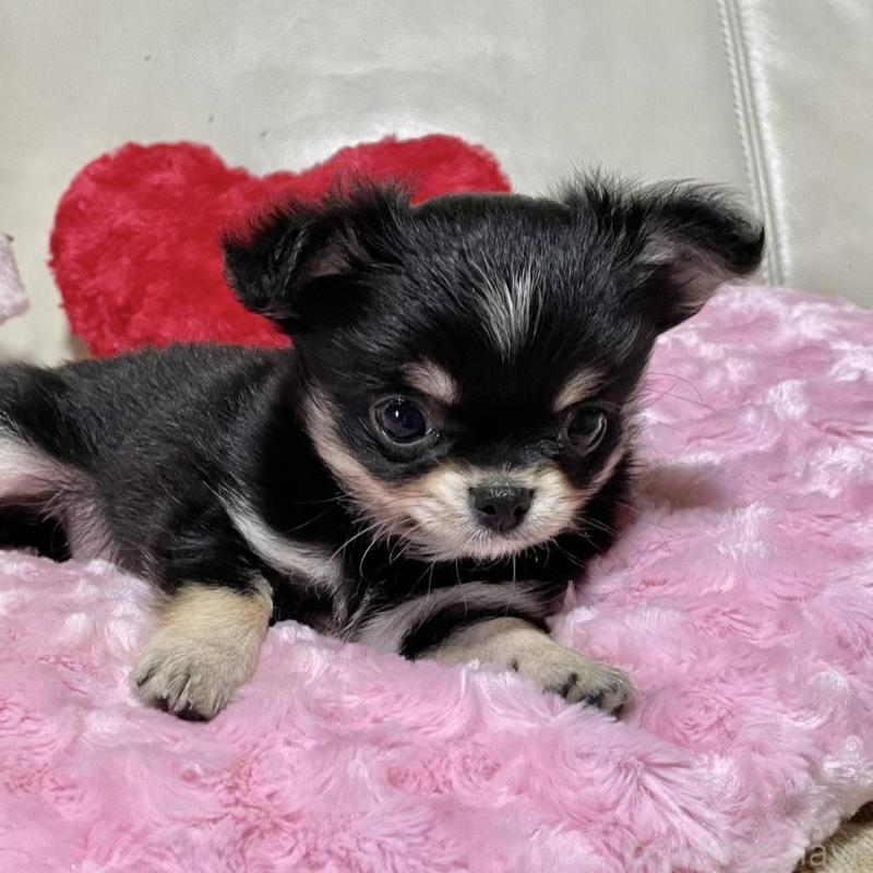 販売中の鹿児島県のチワワ(ロングコート)-453662の3枚目