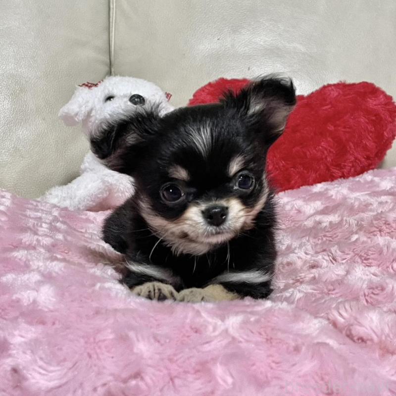 販売中の鹿児島県のチワワ(ロングコート)-453662の2枚目