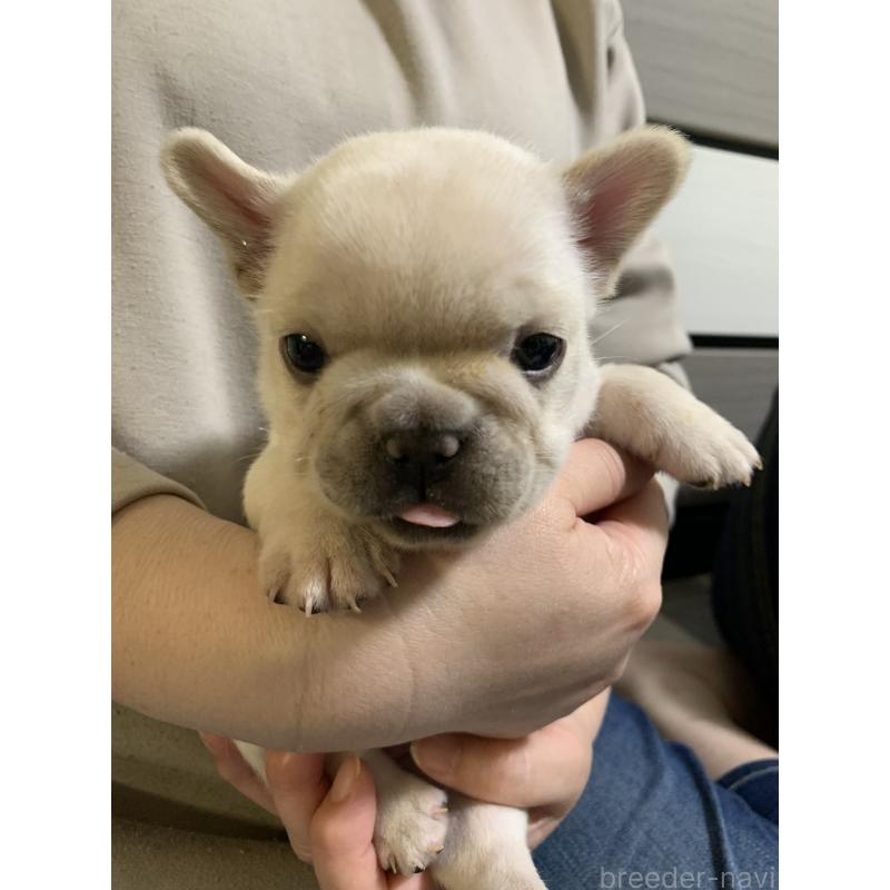 販売中の栃木県のフレンチブルドッグ-453663の5枚目