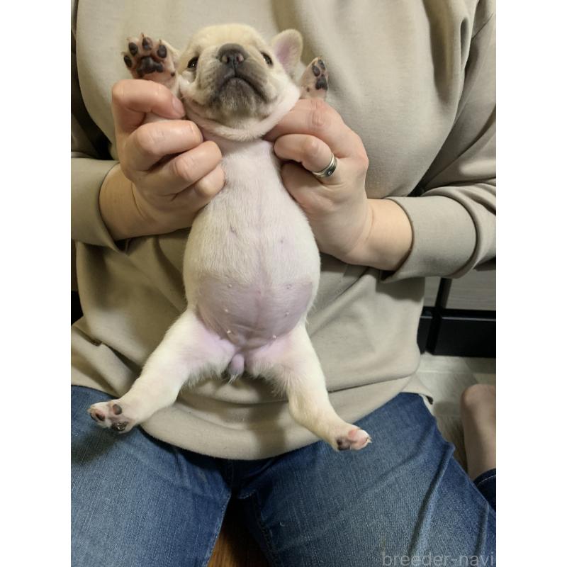 販売中の栃木県のフレンチブルドッグ-453663の4枚目