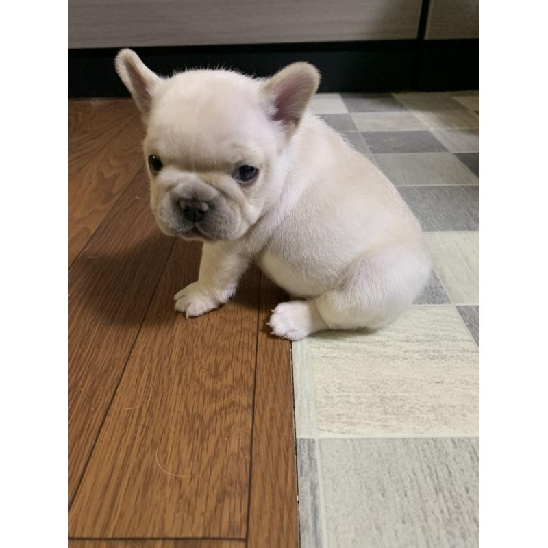 販売中の栃木県のフレンチブルドッグ-453663の3枚目