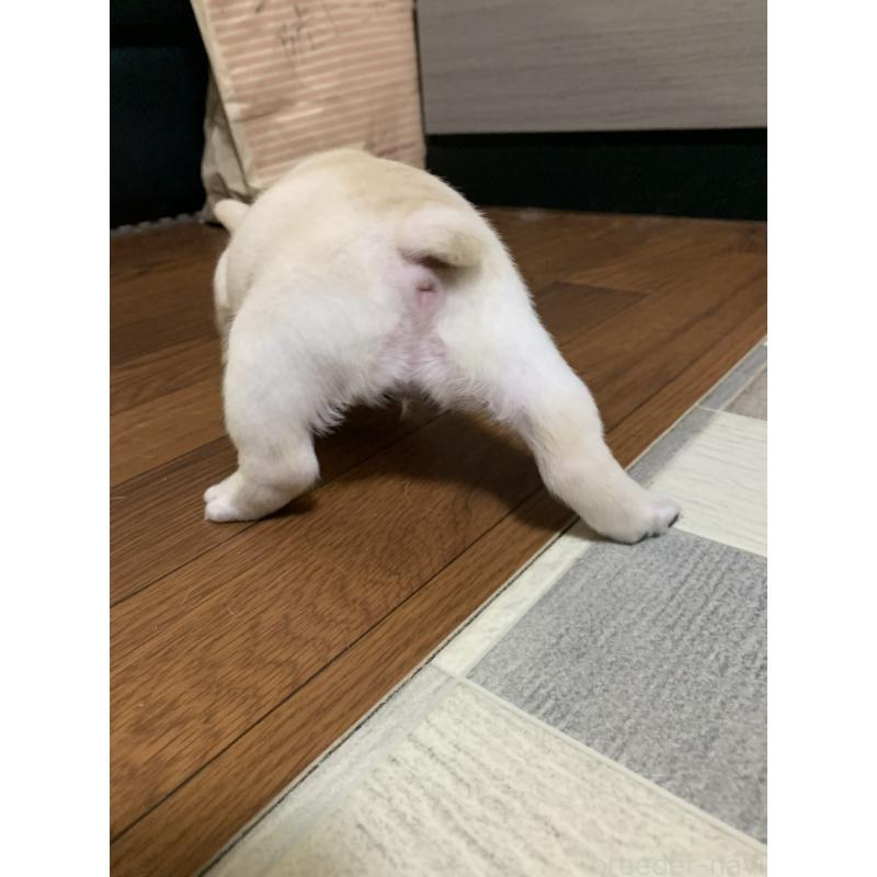 販売中の栃木県のフレンチブルドッグ-453663の2枚目