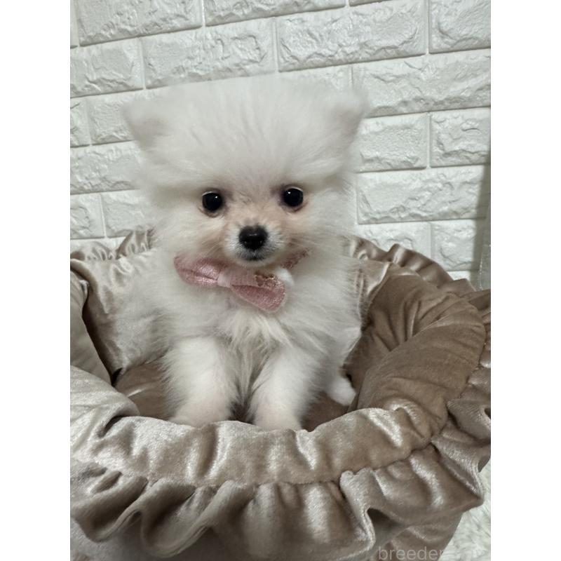 販売中の埼玉県のポメラニアン-445201の3枚目