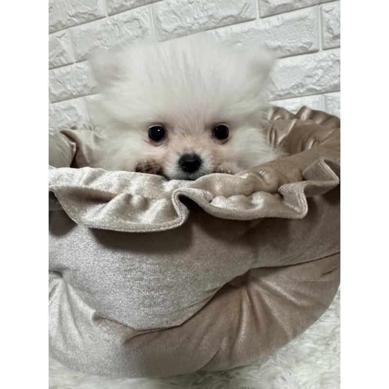 販売中の埼玉県のポメラニアン-445201の2枚目