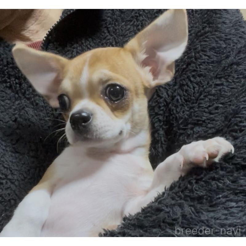 販売中の埼玉県のチワワ(スムースコート)-438431