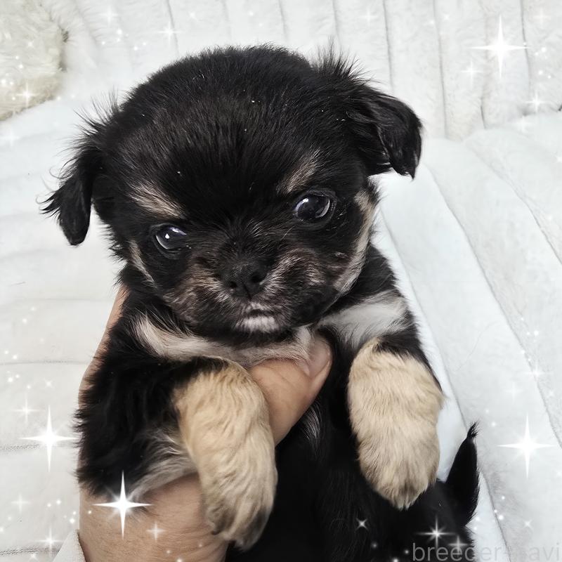 販売中の東京都のチワワ(ロングコート)-261514