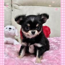 ♀︎チワワ(ロングコート)