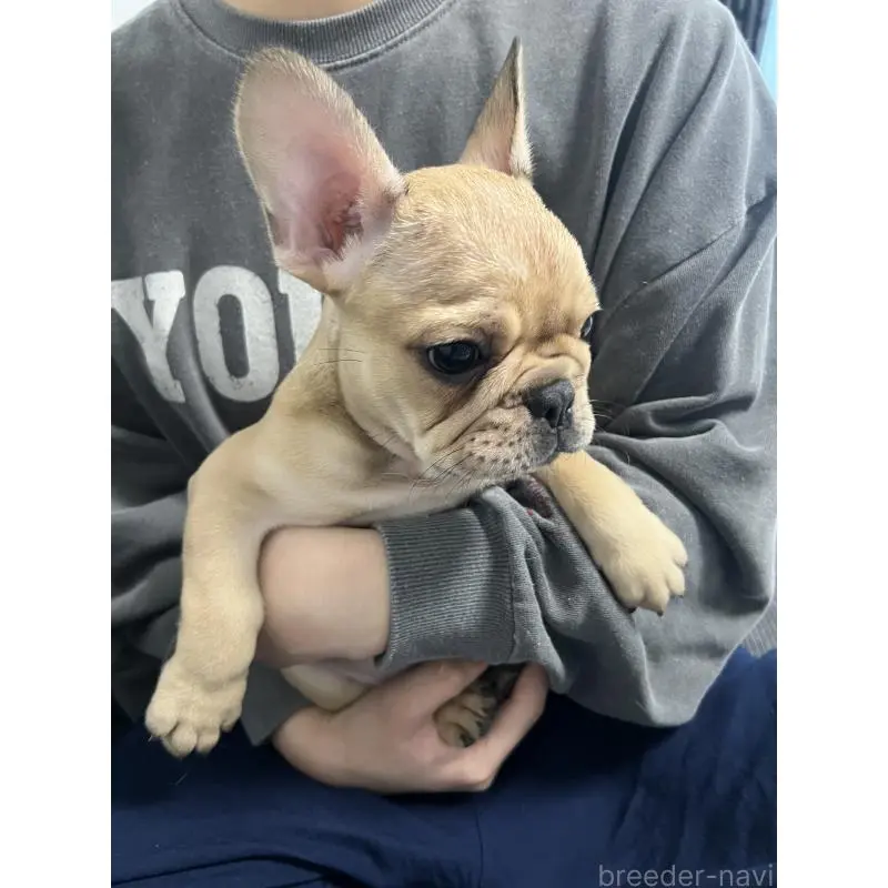 販売中の秋田県のフレンチブルドッグ-453664の3枚目