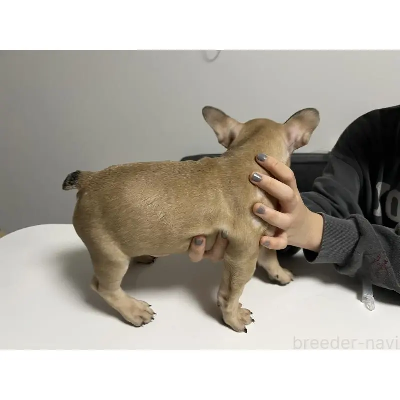 販売中の秋田県のフレンチブルドッグ-453664の2枚目