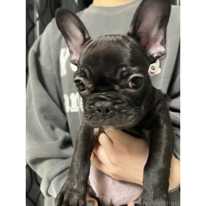 販売中の秋田県のフレンチブルドッグ-453665の2枚目