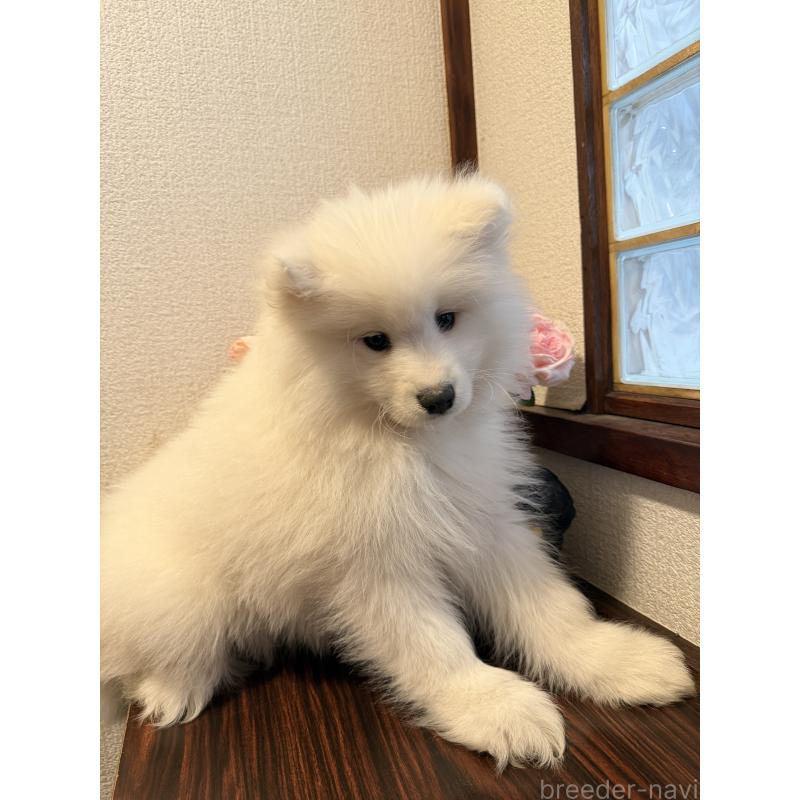 販売中の埼玉県のサモエド-452220の5枚目